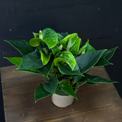Антуриум зеленый мини