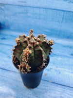 Gymnocalycium T-Rex Pink hybrid (Гимнокалициум T-rex)