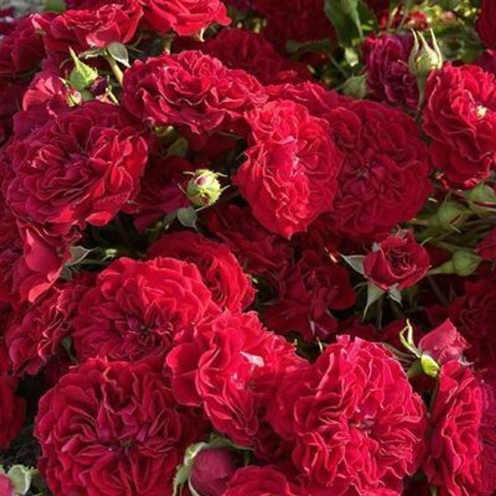 Роза плетистая Кримсон Глори С6
