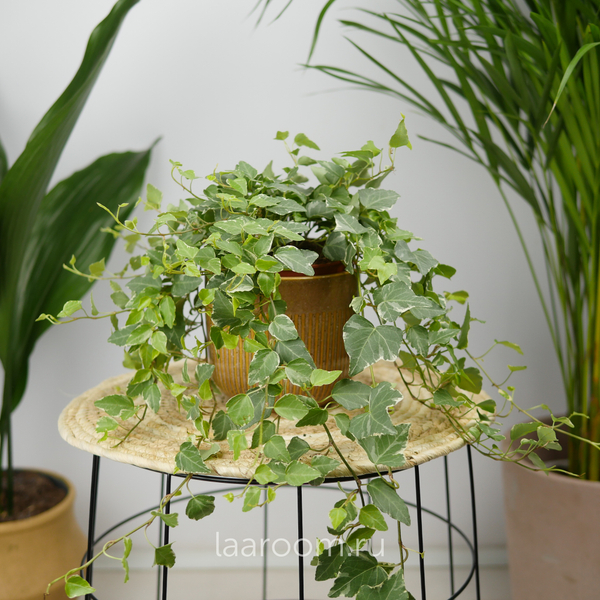 Хедера хеликс Бонг 13/35