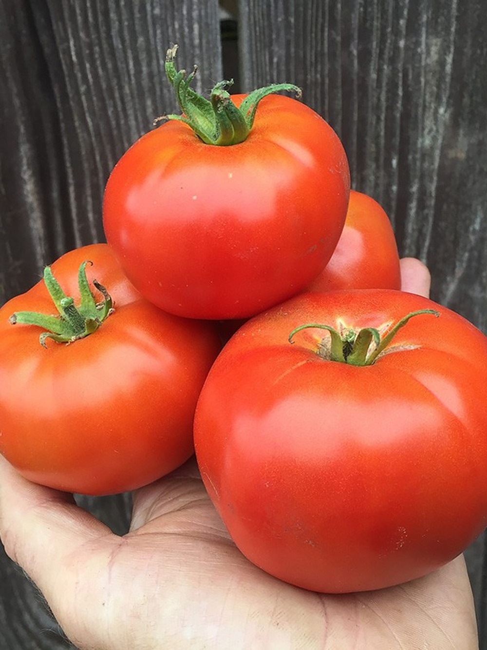 Томат Москвич