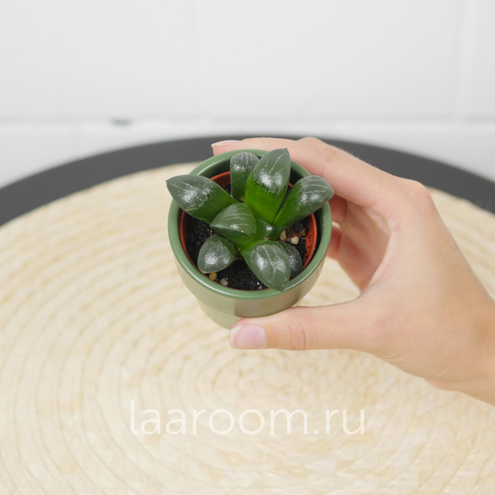 Хавортия Мунлайт