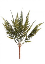 Кочедыжник женский Lady in red