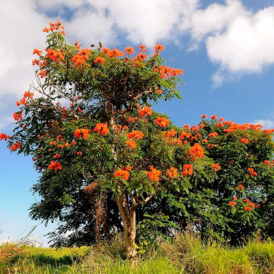 Лириодендрон (Тюльпанное дерево)
