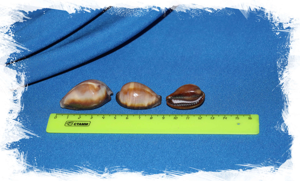 Cypraea onyx размер