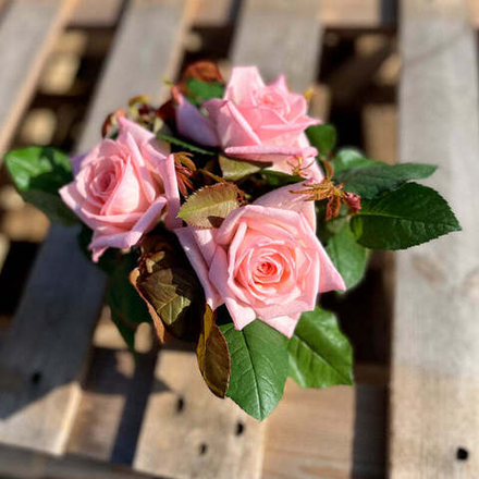 Пинк О'Хара — композиция романтических ароматных роз