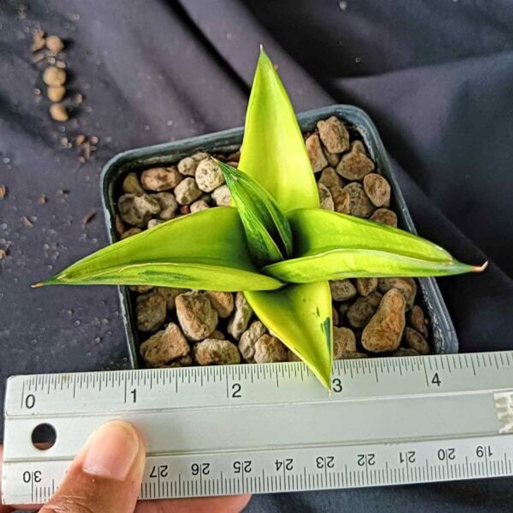 Сансевиерия NILAKAN VAR