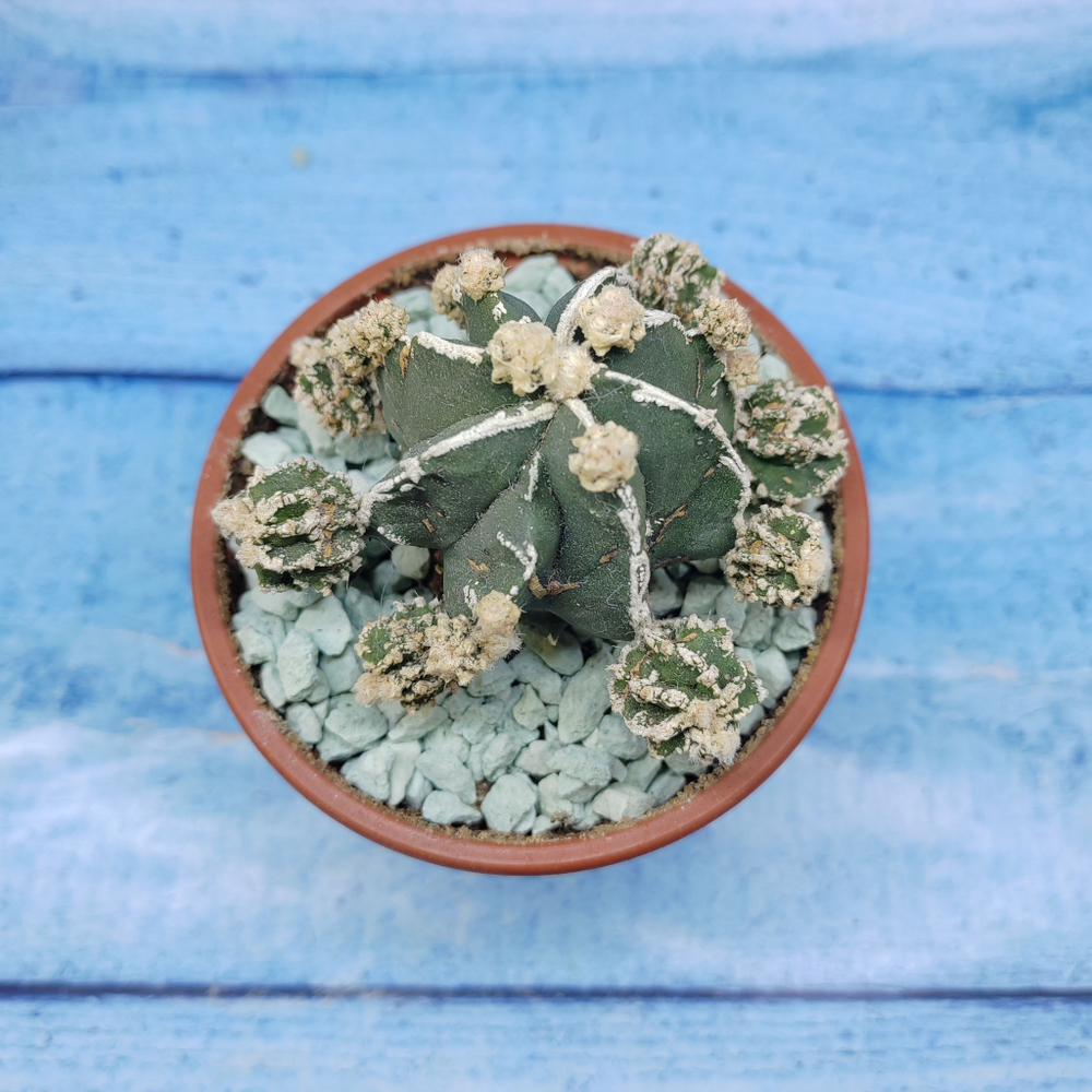 Astrophytum Myriostigma "Hakujo Fukuryu"  (Астрофитум)
