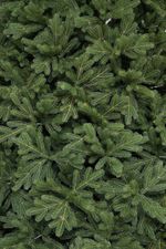 Большая елка «Городская» (Литая хвоя) 5 м