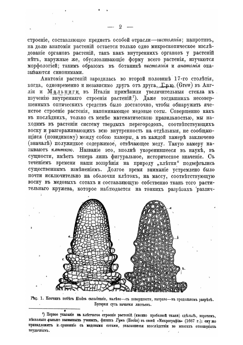 Курс анатомии растений | И. П. Бородин