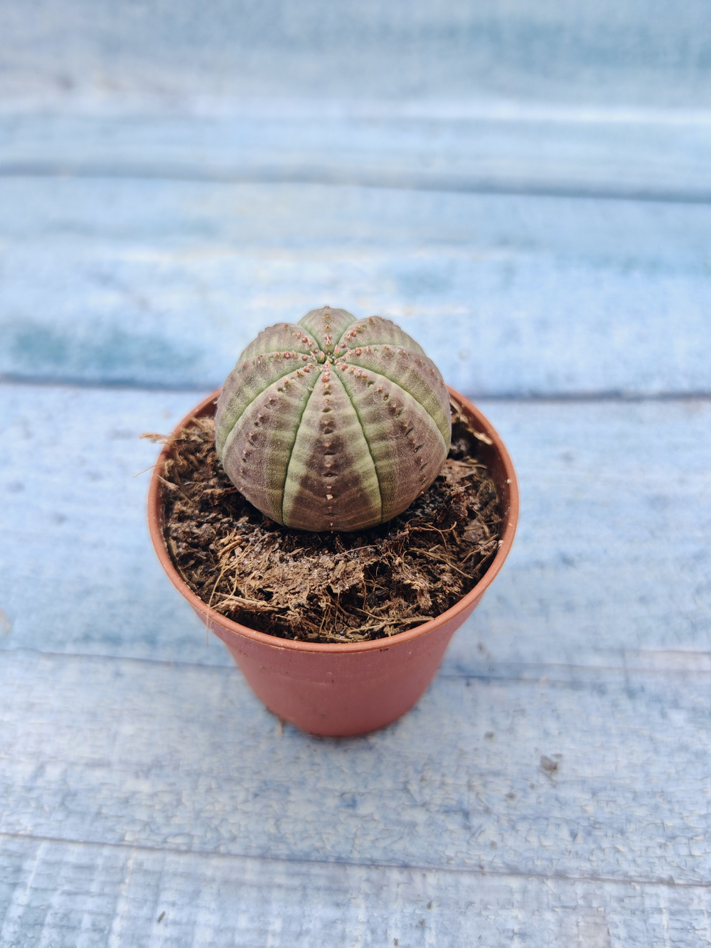 Euphoria Obesa (Эуфорбия)