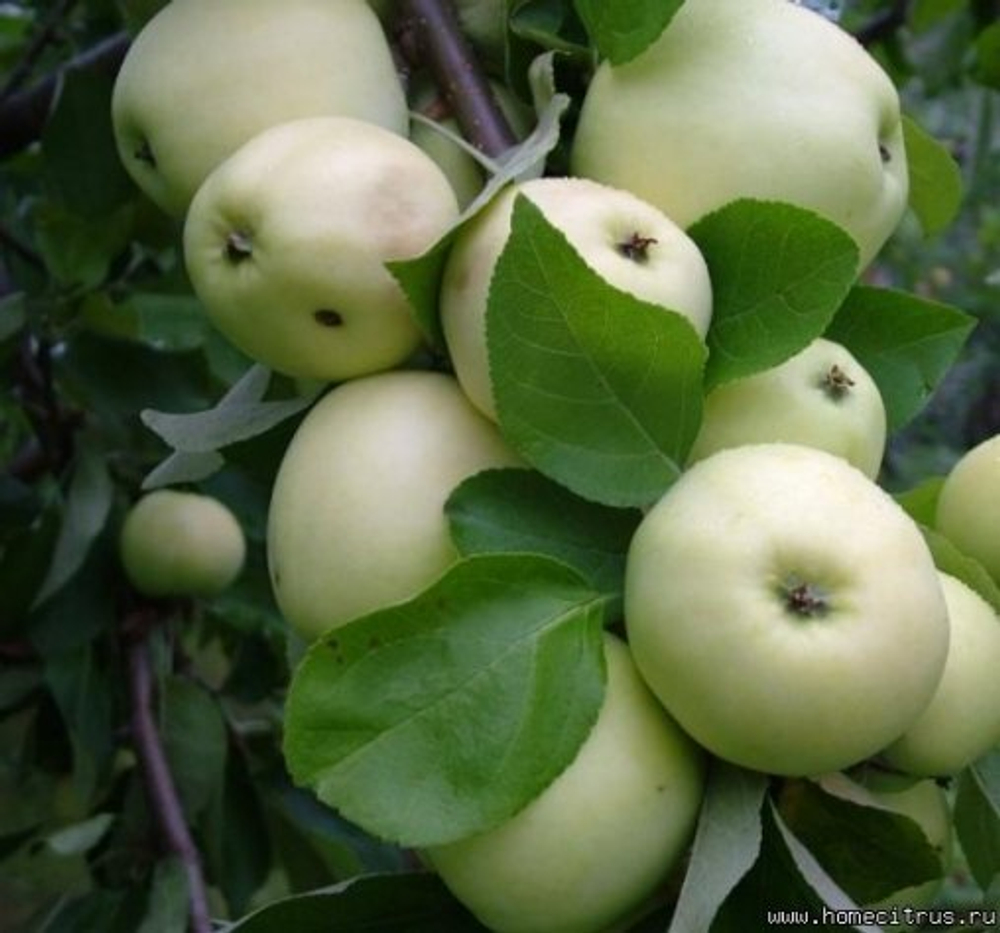 Яблоня Белый Налив