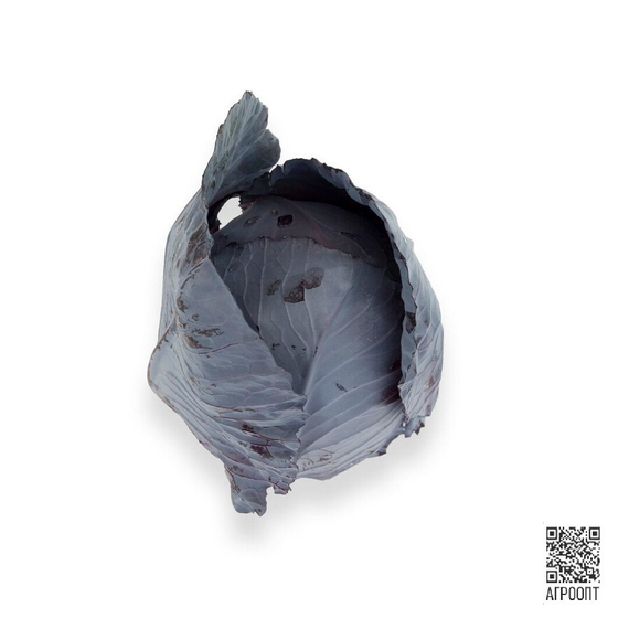 Редма F1 семена капусты краснокочанной (Rijk Zwaan / Райк Цваан) плод – фото 3