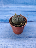 Euphorbia Obesa (Эуфорбия)