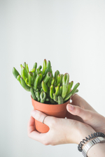 Крассула Хоббит (8 см)