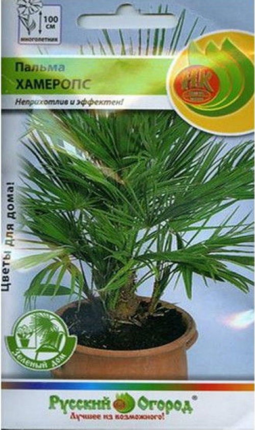 СЕМЕНА ПАЛЬМА ХАМЕРОПС ПРИЗЕМИСТЫЙ РУССКИЙ ОГОРОД