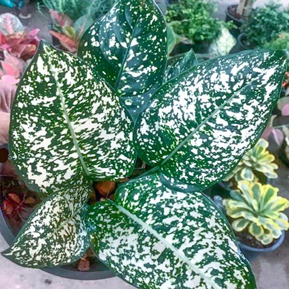 Аглаонема MORADOKLOK ROUND LEAF