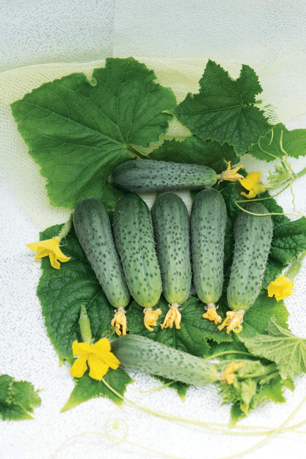 Форсаж F1 семена огурца партенокарпического (ПОИСК)