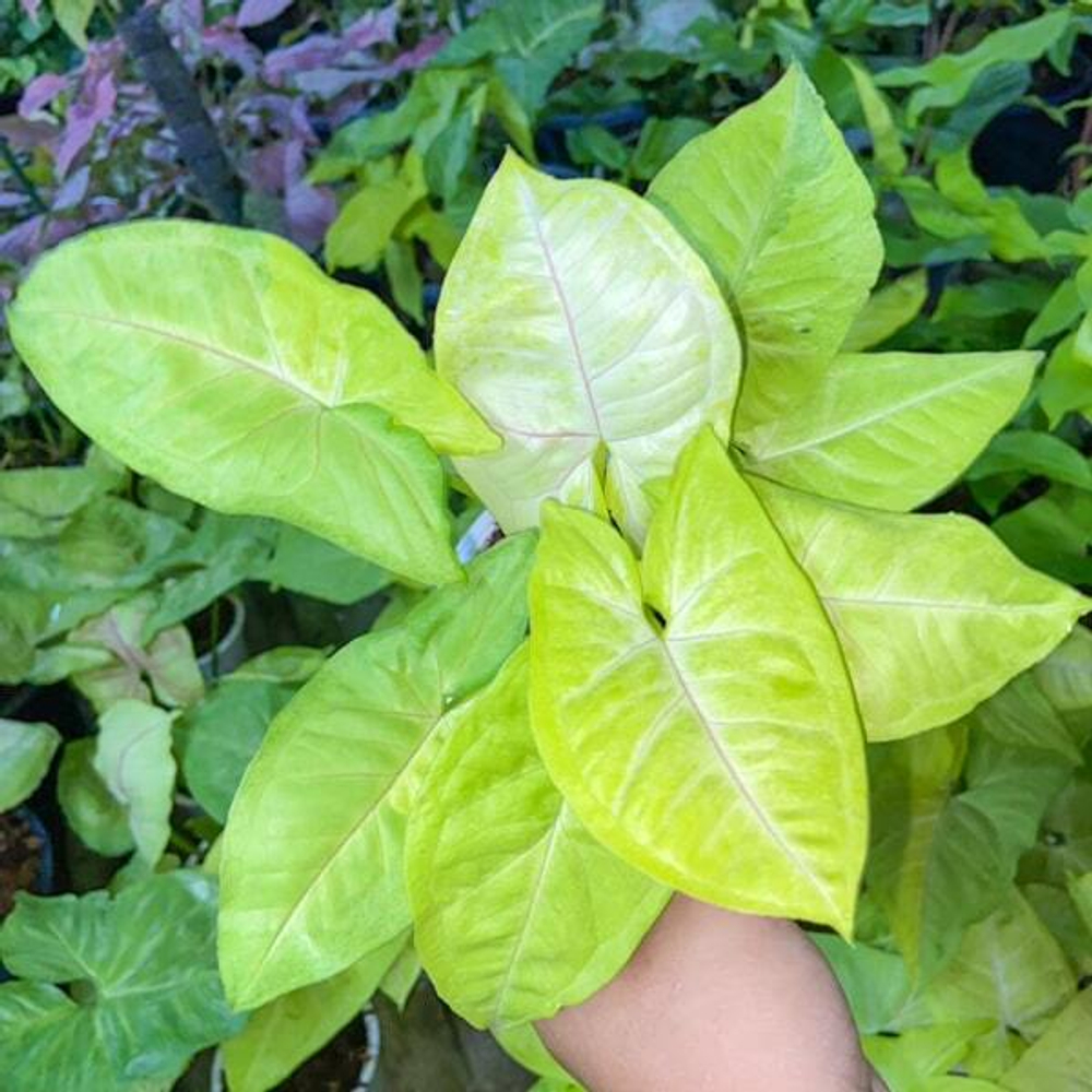 Сингониум LIME SODA