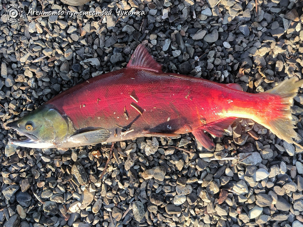 Озеро Майниц - жемчужина Чукотки (август - сентябрь)