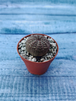 Суккулент Euphorbia Obesa (Эуфорбия)