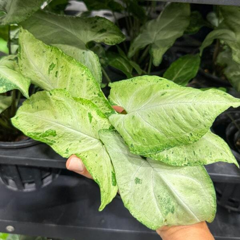 Сингониум GREEN FRECKLES