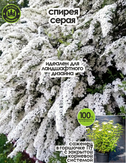 Саженец, Спирея, Серая