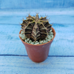 Gymnocalycium Friedrichii (Гимнокалициум)