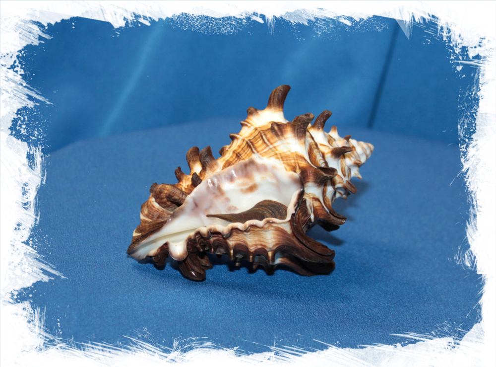 Вазум Тубиферум