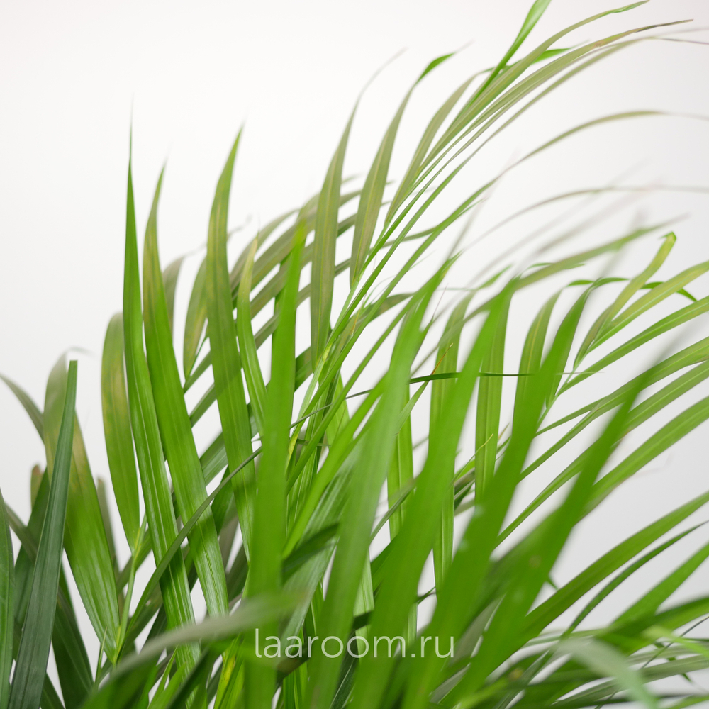 Хризалидокарпус 19/100