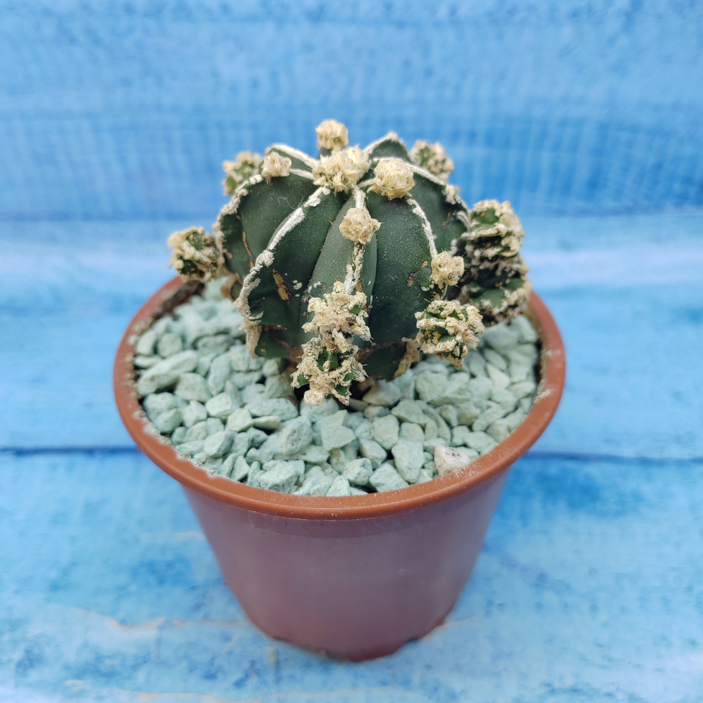 Astrophytum Myriostigma "Hakujo Fukuryu"  (Астрофитум)