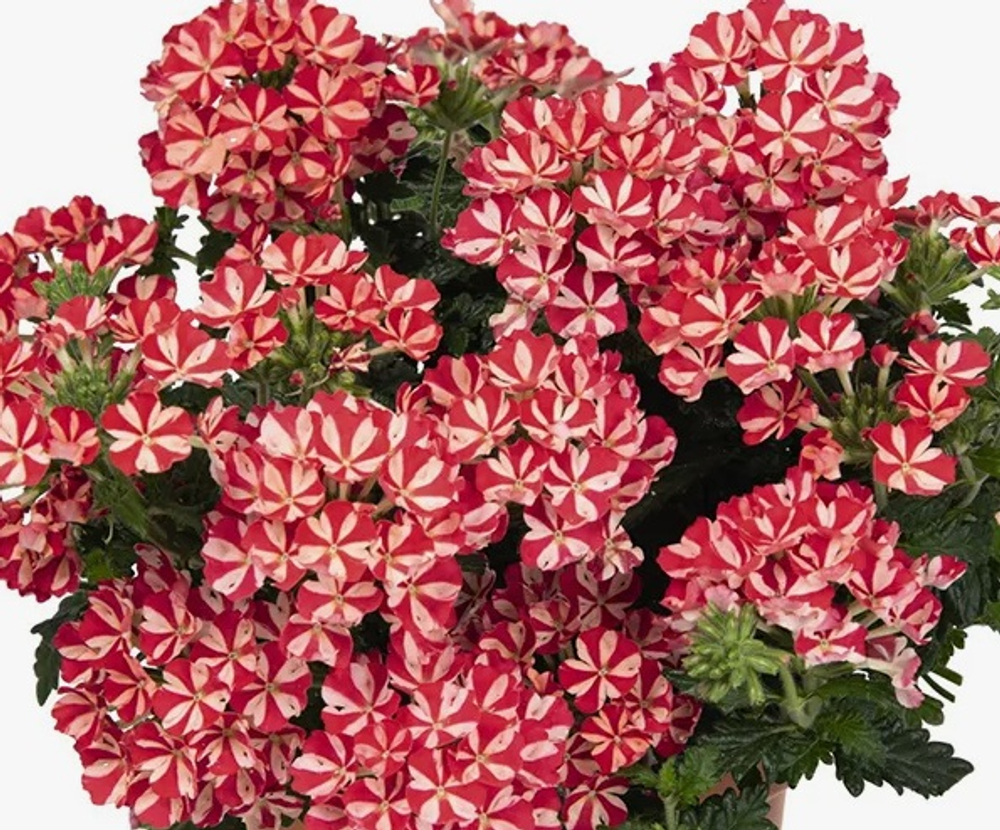 Вербена Empress Flair Red Star укорененный черенок ОКС