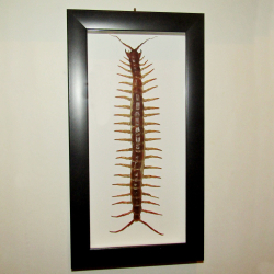Сколопендра гигантская Scolopendra gigantea в рамке
