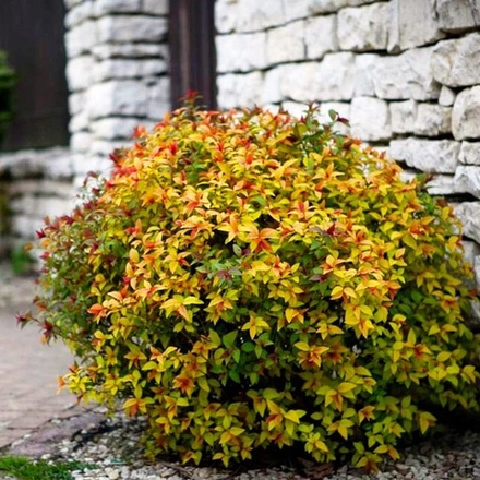 Спирея японская Firelight