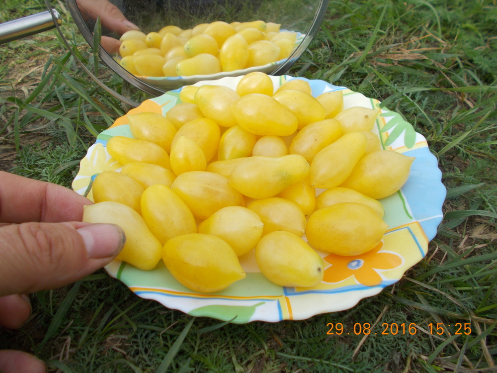 Помидоры Черри Сумасшедшие Ягоды - Bаrry’s Crazy Cherry Tomato