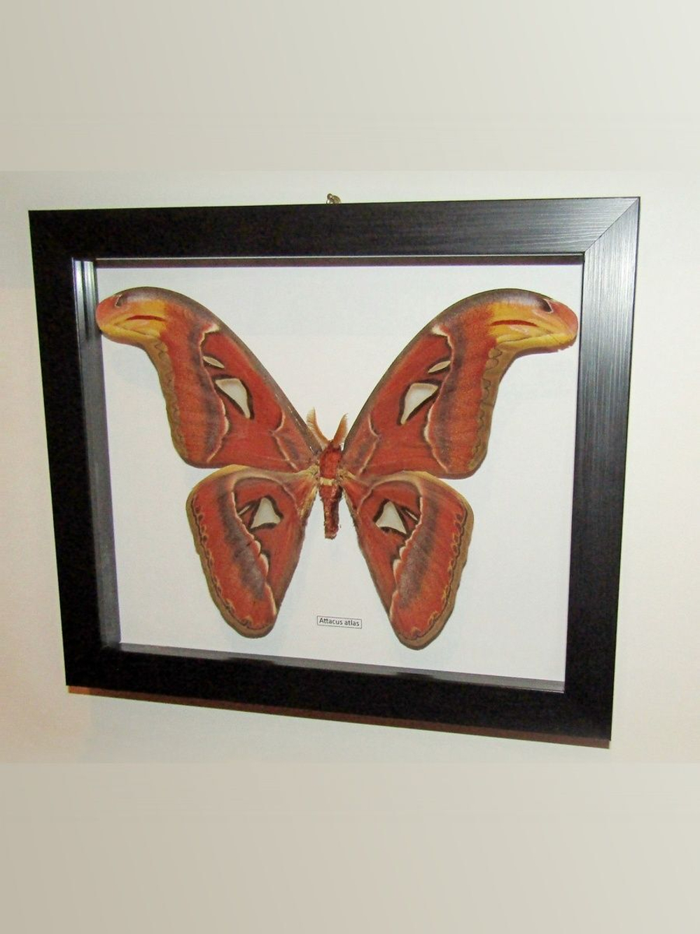 Бабочка Attacus atlas в рамке