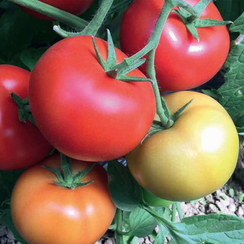 ПАРТОВА F1 семена томата (Seminis | Alexagro)