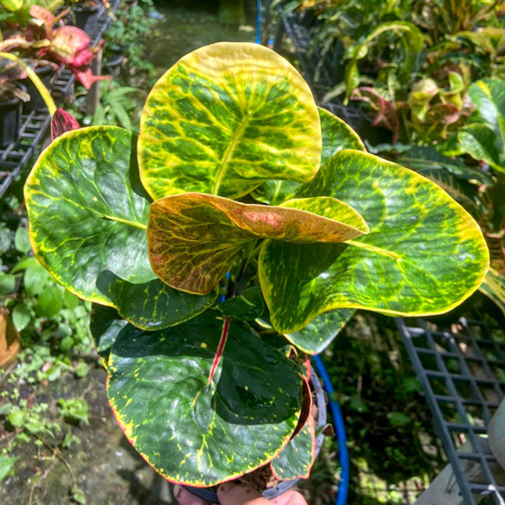 Кротон PHET AMNAT