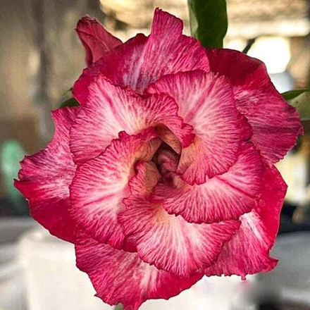 Адениум PRING WAKIEW