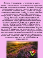Вереск Пересвет зимостойкий