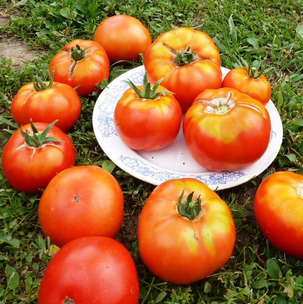 Помидоры Ранние Лабрадор