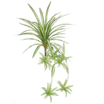 Хлорофитум 40-70 см