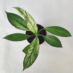 Спатифиллум Вариегатный