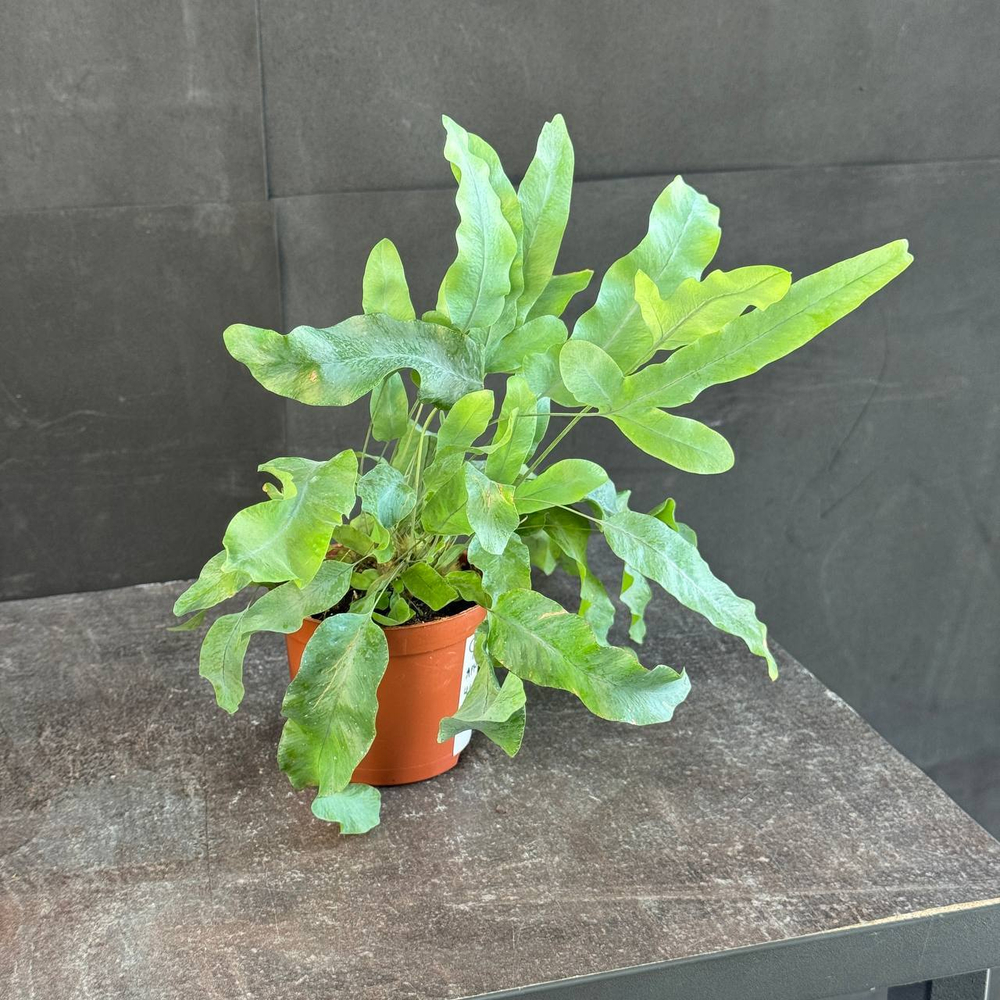 Флебодиум золотистый (Phlebodium aureum)