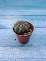 Euphoria Obesa (Эуфорбия)