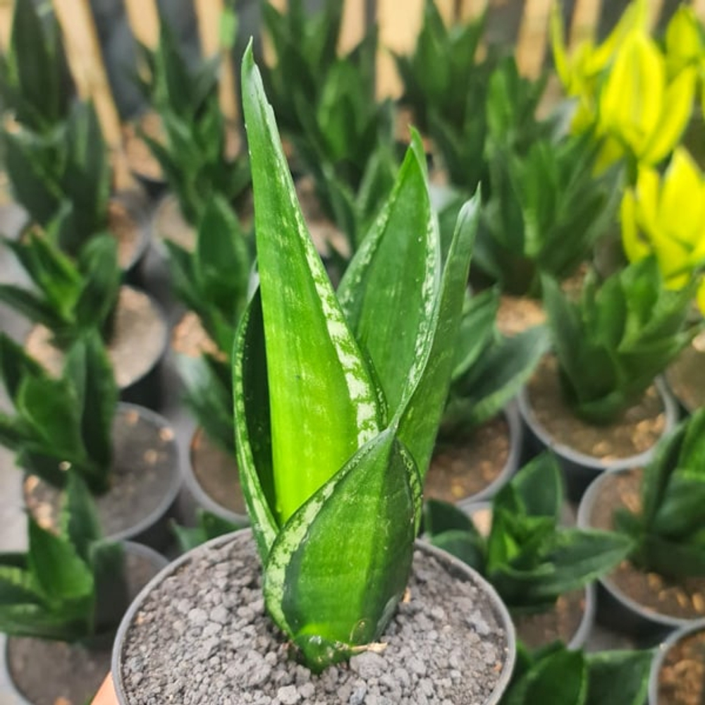 Сансевиерия LOOP PRIDE TOWER