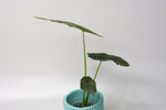 Алоказия Драгон Бреф / Alocasia Dragon Breath