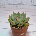 Echeveria Chihuahuensis (Эхеверия)
