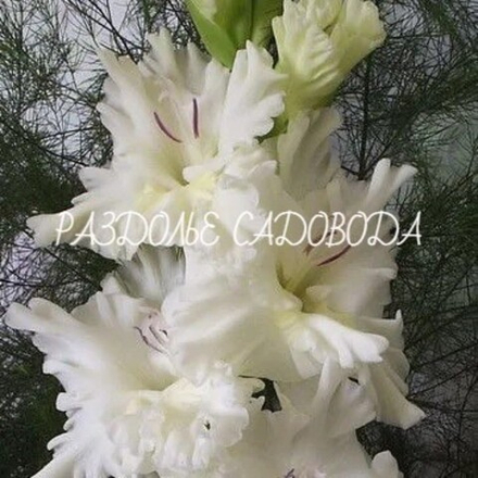 Гладиолус Серена