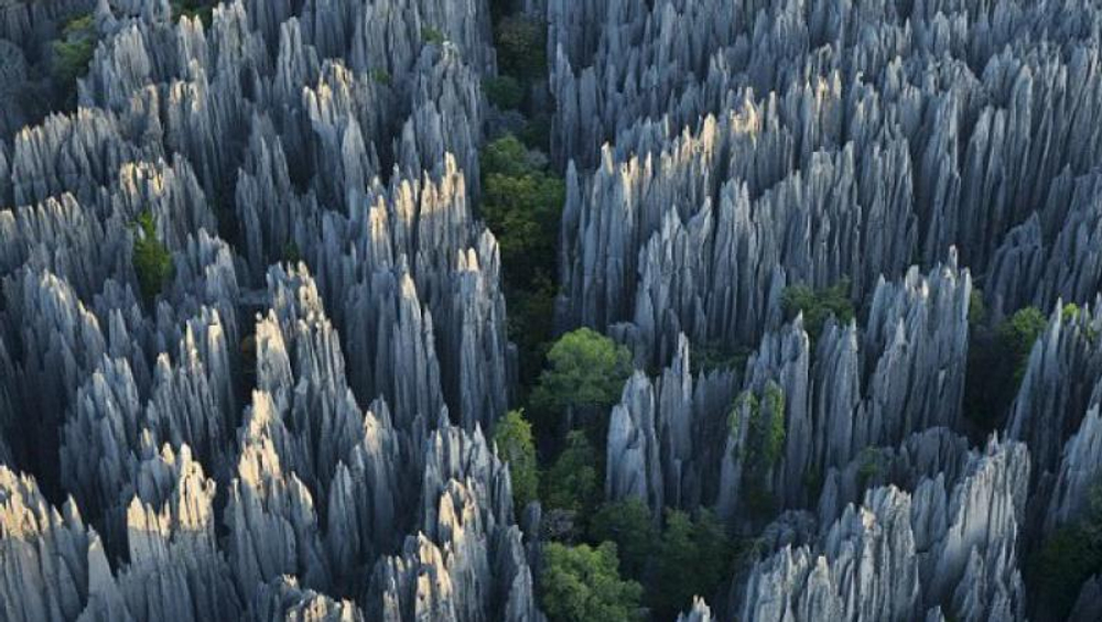 Чудеса природы мира. Лес, по которому нельзя ходить.